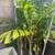 Plants 6 thumbnail