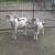 TROPHY TEXAS DALL RAMS 1 thumbnail