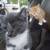 Kittens of Russian Blue Mother 13 thumbnail