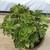 A pot of aeonium succulent plant 2 thumbnail