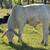 Gentle Yearling Brahman Bull 4 thumbnail