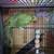 Indian ringneck 3 thumbnail