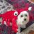 TUCKER & ACE Medium Red Lobster Dog Costume 2 thumbnail