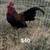 Chickens 9 thumbnail