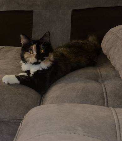 black tortoiseshell cat (ingleside)64201970009089121