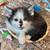 kittens 5 thumbnail