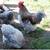 Roosters 7 thumbnail