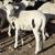 Painted Desert Sheep Ewe Lambs  and more Bankersmith Farms 7 thumbnail