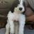 beautiful Bernedoodle puppies 7 thumbnail