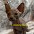 Sphynx Kittens 5 thumbnail