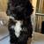 Minature poodles 4 thumbnail