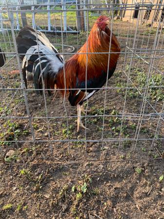 Roosters gallos 1