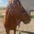 Project Blm Mustang Mare 2 thumbnail