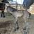 Frisian Colt / Potrillo Frisian 6 thumbnail