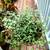 So Many Pretty Plants, starting at $5 14 thumbnail
