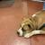 Found dog 2 thumbnail