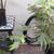 4 FT SHAINA DWARF RED JAPANESE MAPLE * OBO 6 thumbnail
