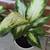 Indoor Plants 3 thumbnail