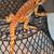 Bearded Dragon Babys 4 thumbnail