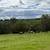 Miniature cattle 3 thumbnail