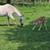 App Gelding 3 thumbnail