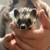 Hedgehog 1 thumbnail