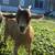 Young Nigerian Dwarf Does 5 thumbnail