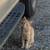 Kittens 1 thumbnail