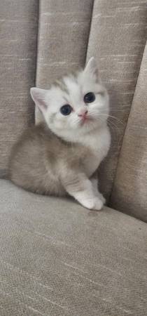 Cute boys kittens (Mountlake Terrace)63684453896963123
