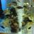 Aquarium fishes/ African cichlids 3 thumbnail