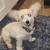 POMERANIAN MIX 4 thumbnail