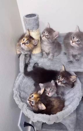Siberian × Siamese Kittens (El Cajon)64217852511619120