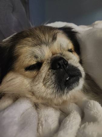 $100 for Austrian shepherd  & pekingese  must go together63654749421441121