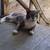 Are you missing a cute cat? 2 thumbnail