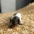 Miniature Dachshund 2 thumbnail