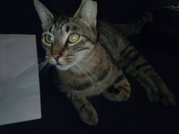 Pretty cat to give away (Fairfield)64188537203715120
