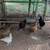 Laying hens 1 thumbnail