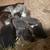 Hatching eggs, roosters, hens, bearded Silkies 4 thumbnail