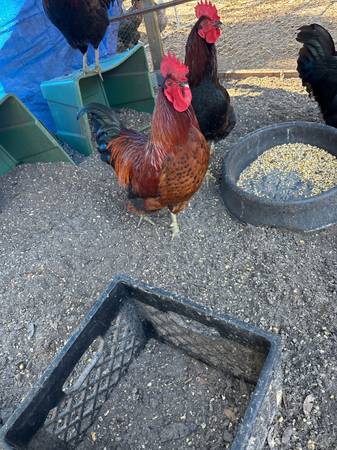 4 nice roosters 1
