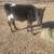 Holstein heifer 1 thumbnail