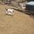 Registered fullblood Boer Goats 2 thumbnail