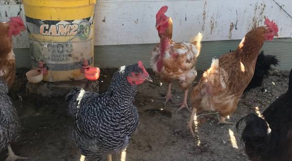 Chickens 🐔  Hens 1