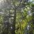 Tree Work Service 3 thumbnail