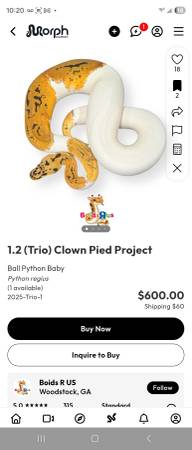 Ball python 1
