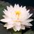 Water Lily - pond plant 2 thumbnail