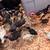 Chickens Hens Layers Pullets, Chicks - colorful mix 5 thumbnail