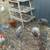 Chickens and ducks 2 thumbnail