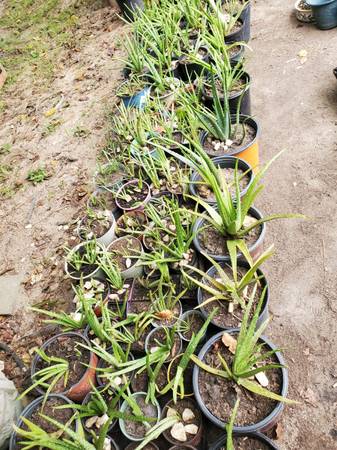 Aloe Vera 1