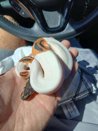 ODYB pied het clown 1