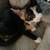 beautiful Kittens Needs Rehoming 3 thumbnail